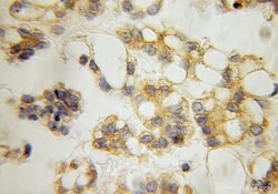 IFITM2 Rabbit anti-Human, Polyclonal, Proteintech:Antibodies:Primary Antibodies