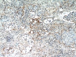 IFITM2 Rabbit anti-Human, Polyclonal, Proteintech:Antibodies:Primary Antibodies