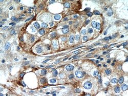 IFITM2 Rabbit anti-Human, Polyclonal, Proteintech:Antibodies:Primary Antibodies