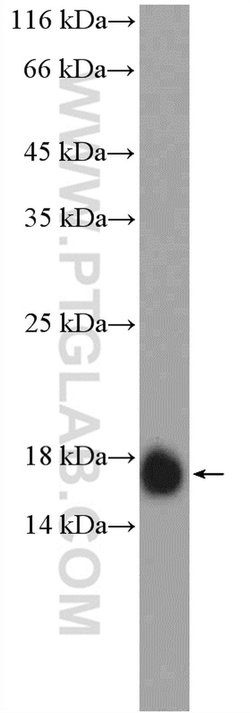 IFITM2 Rabbit anti-Human, Polyclonal, Proteintech:Antibodies:Primary Antibodies