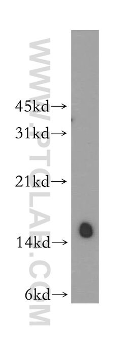 IFITM2 Rabbit anti-Human, Polyclonal, Proteintech:Antibodies:Primary Antibodies