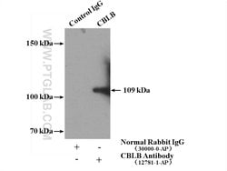 CBLB Rabbit anti-Human, Mouse, Rat, Polyclonal, Proteintech 20 &mu;L; Unconjugated:Anticuerpos