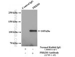 Thumbnail_PRKD3 Rabbit anti-Human, Mouse, Rat, Polyclonal, Proteintech:Antibodies:Primary