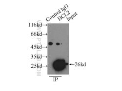 BCL2 Rabbit anti-Human, Polyclonal, Proteintech:Antibodies:Primary Antibodies