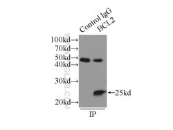 BCL2 Rabbit anti-Human, Polyclonal, Proteintech:Antibodies:Primary Antibodies