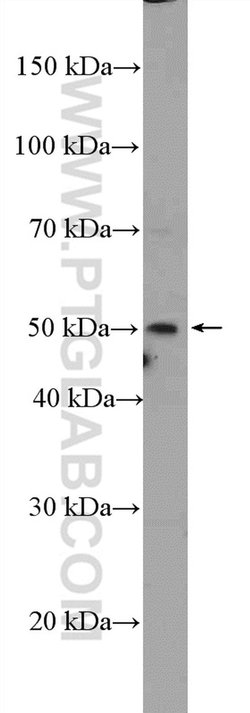 SRFBP1 Rabbit anti-Human, Mouse, Polyclonal, Proteintech:Antibodies:Primary