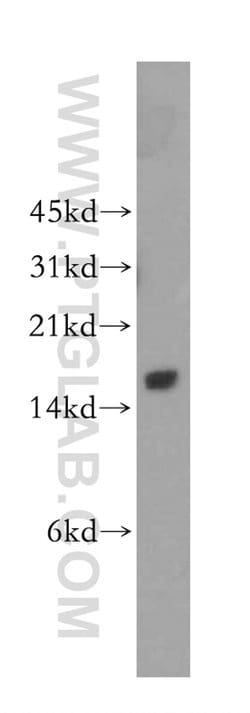 GAGE1 Rabbit anti-Human, Polyclonal, Proteintech 150 &mu;L; Unconjugated:Antibodies,