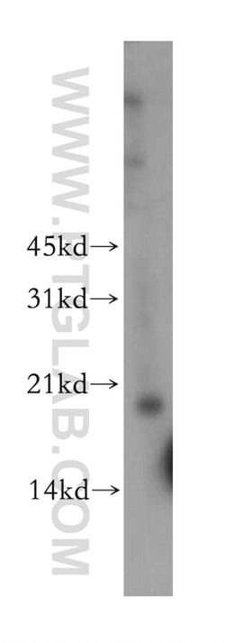 TPRKB Rabbit anti-Human, Mouse, Rat, Polyclonal, Proteintech:Antibodies:Primary