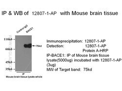BACE1 Rabbit anti-Human, Mouse, Zebrafish, Polyclonal, Proteintech:Antibodies:Primary