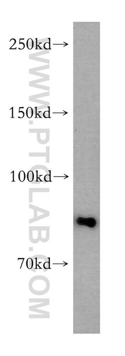 ARNT2 Rabbit anti-Human, Mouse, Rat, Polyclonal, Proteintech 150 &mu;L;