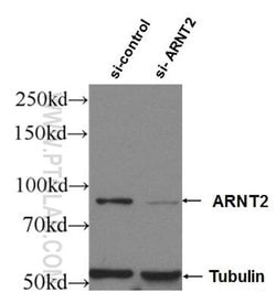 ARNT2 Rabbit anti-Human, Mouse, Rat, Polyclonal, Proteintech 150 &mu;L;