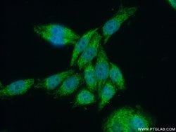 SUPV3L1 Rabbit anti-Human, Mouse, Rat, Polyclonal, Proteintech