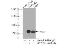 SUPV3L1 Rabbit anti-Human, Mouse, Rat, Polyclonal, Proteintech:Anticorps:Anticorps