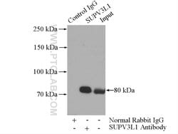 SUPV3L1 Rabbit anti-Human, Mouse, Rat, Polyclonal, Proteintech:Anticorps:Anticorps