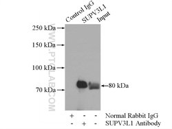 SUPV3L1 Rabbit anti-Human, Mouse, Rat, Polyclonal, Proteintech:Anticorps:Anticorps