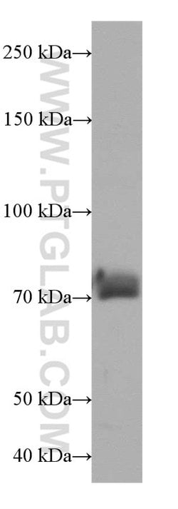 SUPV3L1 Rabbit anti-Human, Mouse, Rat, Polyclonal, Proteintech:Anticorps:Anticorps