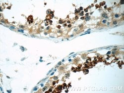 SPACA1 Rabbit anti-Human, Mouse, Rat, Polyclonal, Proteintech 150 &mu;L;