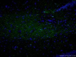 Neuropeptide Y Rabbit anti-Human, Mouse, Polyclonal, Proteintech:Antibodies:Primary