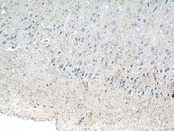 Neuropeptide Y Rabbit anti-Human, Mouse, Polyclonal, Proteintech:Antibodies:Primary
