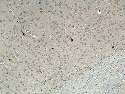 Neuropeptide Y Rabbit anti-Human, Mouse, Polyclonal, Proteintech:Antibodies:Primary