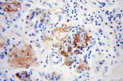 Neuropeptide Y Rabbit anti-Human, Mouse, Polyclonal, Proteintech:Antibodies:Primary
