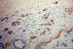 Neuropeptide Y Rabbit anti-Human, Mouse, Polyclonal, Proteintech:Antibodies:Primary