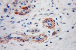 Neuropeptide Y Rabbit anti-Human, Mouse, Polyclonal, Proteintech:Antibodies:Primary