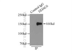 HDAC6 Rabbit anti-Human, Mouse, Rat, Polyclonal, Proteintech:Antibodies:Primary