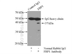 FBP1 Rabbit anti-Human, Mouse, Rat, Polyclonal, Proteintech:Antibodies:Primary