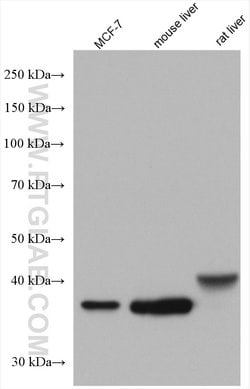 FBP1 Rabbit anti-Human, Mouse, Rat, Polyclonal, Proteintech:Antibodies:Primary