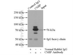CMIP Rabbit anti-Human, Polyclonal, Proteintech 150 &mu;L; Unconjugated:Antibodies,