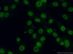 PHC2 Rabbit anti-Human, Mouse, Rat, Polyclonal, Proteintech 150 &mu;L;