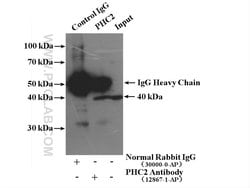 PHC2 Rabbit anti-Human, Mouse, Rat, Polyclonal, Proteintech 150 &mu;L;