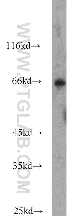 HLF Rabbit anti-Human, Mouse, Rat, Polyclonal, Proteintech 150 &mu;L; Unconjugated:Antibodies,
