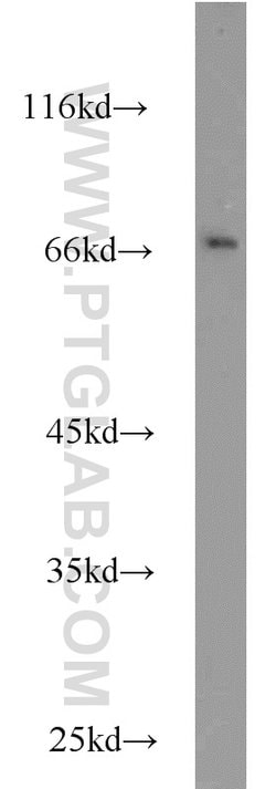 HLF Rabbit anti-Human, Mouse, Rat, Polyclonal, Proteintech 150 &mu;L; Unconjugated:Antibodies,