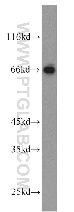 HLF Rabbit anti-Human, Mouse, Rat, Polyclonal, Proteintech 150 &mu;L; Unconjugated:Antibodies,