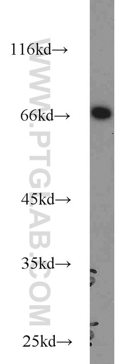 HLF Rabbit anti-Human, Mouse, Rat, Polyclonal, Proteintech 150 &mu;L; Unconjugated:Antibodies,