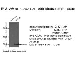 SH2D3C Rabbit anti-Human, Mouse, Rat, Polyclonal, Proteintech 150 &mu;L;