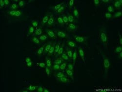 TDP-43 (C-terminal) Rabbit anti-Human, Mouse, Rat, Polyclonal, Proteintech:Antibodies:Primary