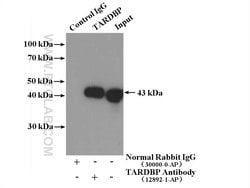 TDP-43 (C-terminal) Rabbit anti-Human, Mouse, Rat, Polyclonal, Proteintech:Antibodies:Primary