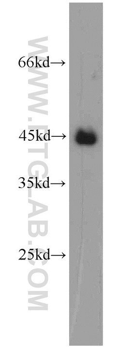 TDP-43 (C-terminal) Rabbit anti-Human, Mouse, Rat, Polyclonal, Proteintech:Antibodies:Primary