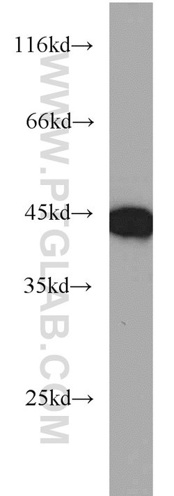 TDP-43 (C-terminal) Rabbit anti-Human, Mouse, Rat, Polyclonal, Proteintech:Antibodies:Primary