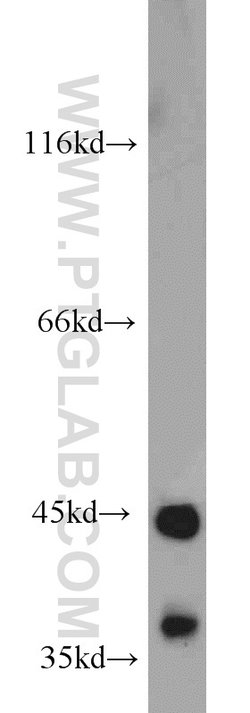 TDP-43 (C-terminal) Rabbit anti-Human, Mouse, Rat, Polyclonal, Proteintech:Antibodies:Primary