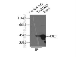TDP-43 (C-terminal) Rabbit anti-Human, Mouse, Rat, Polyclonal, Proteintech:Antibodies:Primary