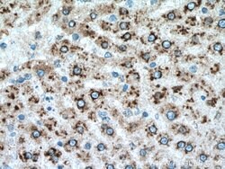 RPN1 Rabbit anti-Human, Mouse, Rat, Polyclonal, Proteintech 150 &mu;L;