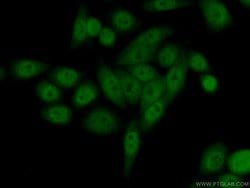 DTL Rabbit anti-Human, Mouse, Rat, Polyclonal, Proteintech 150 &mu;L; Unconjugated:Antibodies,