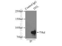 DTL Rabbit anti-Human, Mouse, Rat, Polyclonal, Proteintech 150 &mu;L; Unconjugated:Antibodies,