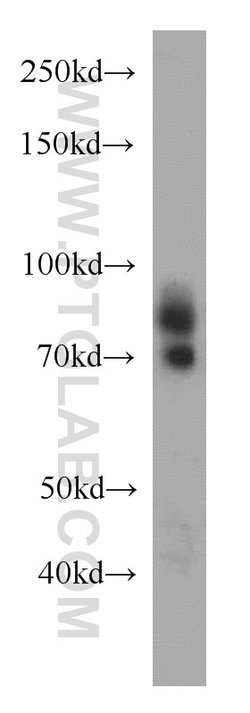 DTL Rabbit anti-Human, Mouse, Rat, Polyclonal, Proteintech 150 &mu;L; Unconjugated:Antibodies,