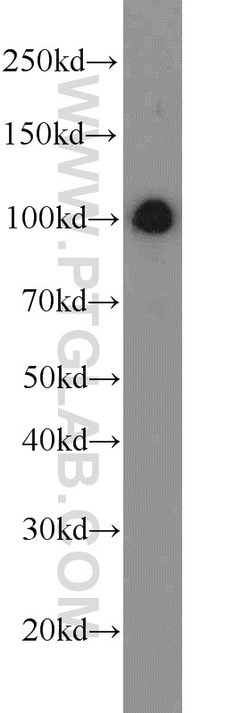 CUL4B Rabbit anti-Human, Mouse, Polyclonal, Proteintech:Antibodies:Primary