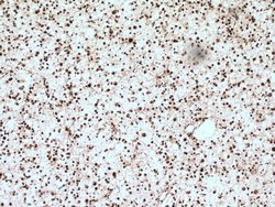 CUL4B Rabbit anti-Human, Mouse, Polyclonal, Proteintech:Antibodies:Primary